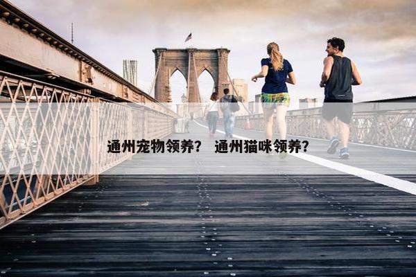 通州宠物领养？ 通州猫咪领养？