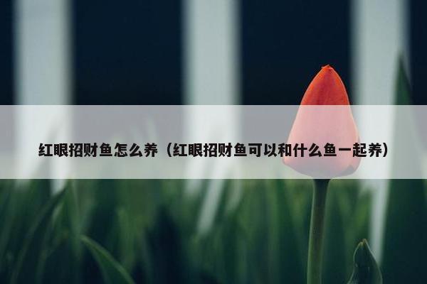 红眼招财鱼怎么养（红眼招财鱼可以和什么鱼一起养）