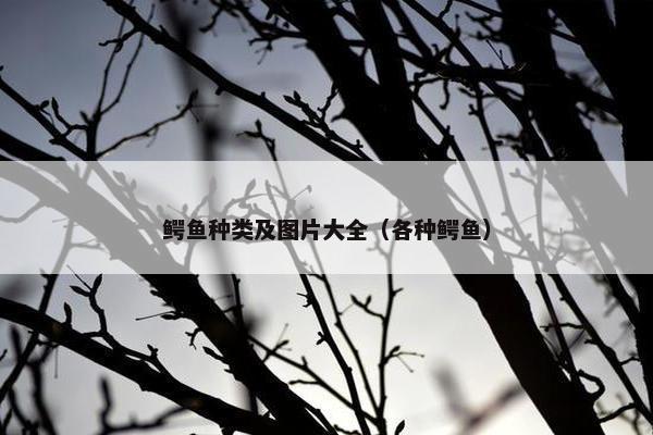 鳄鱼种类及图片大全（各种鳄鱼）