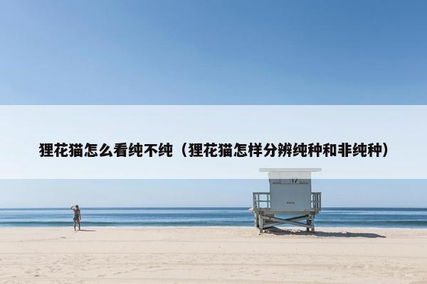 狸花猫怎么看纯不纯（狸花猫怎样分辨纯种和非纯种）