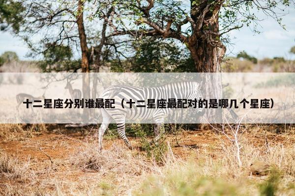 十二星座分别谁最配（十二星座最配对的是哪几个星座）