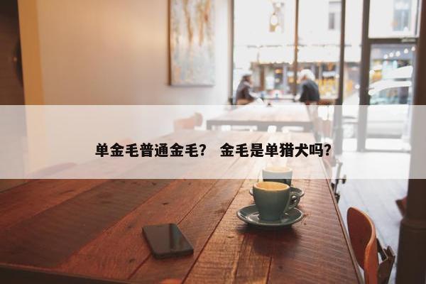 单金毛普通金毛？ 金毛是单猎犬吗？