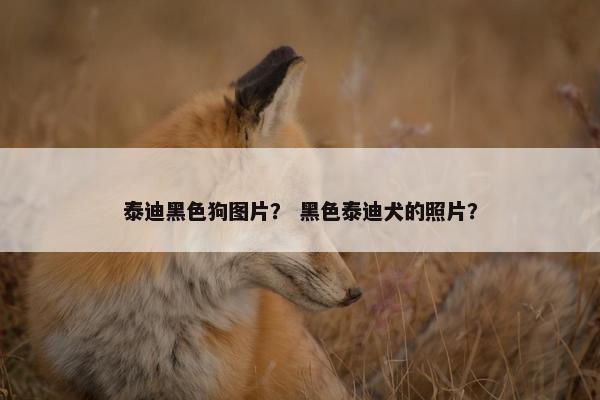 泰迪黑色狗图片？ 黑色泰迪犬的照片？