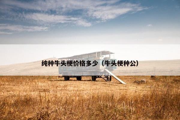 纯种牛头梗价格多少（牛头梗种公）