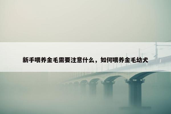 新手喂养金毛需要注意什么，如何喂养金毛幼犬