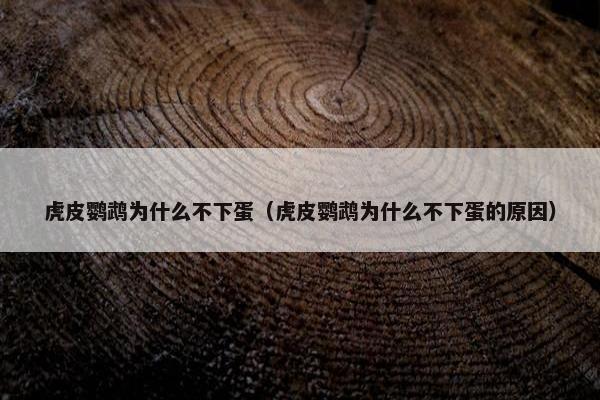 虎皮鹦鹉为什么不下蛋（虎皮鹦鹉为什么不下蛋的原因）