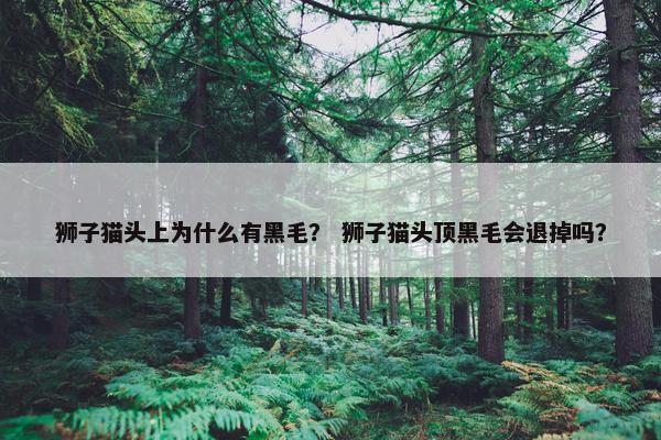 狮子猫头上为什么有黑毛？ 狮子猫头顶黑毛会退掉吗？