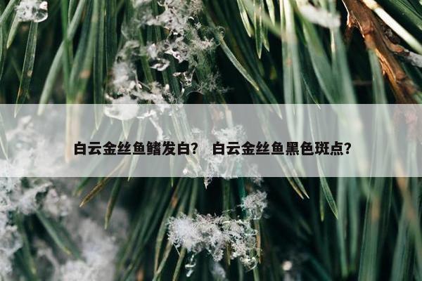 白云金丝鱼鳍发白？ 白云金丝鱼黑色斑点？