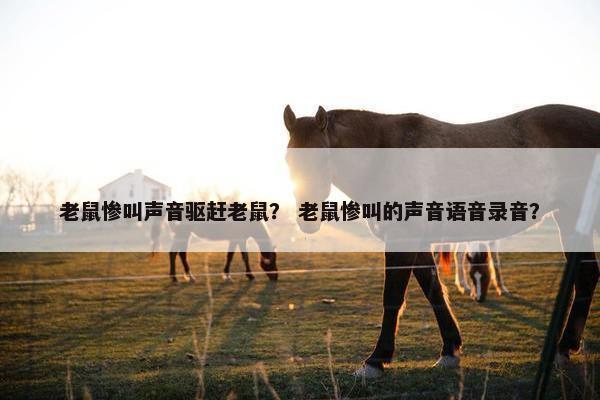 老鼠惨叫声音驱赶老鼠？ 老鼠惨叫的声音语音录音？