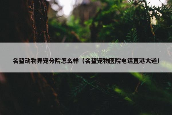 名望动物异宠分院怎么样（名望宠物医院电话直港大道）