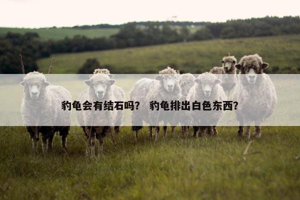 豹龟会有结石吗？ 豹龟排出白色东西？
