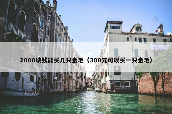2000块钱能买几只金毛（300元可以买一只金毛）