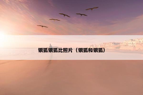 银狐银狐比照片（银狐和银狐）