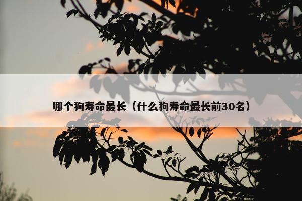 哪个狗寿命最长(什么狗寿命最长前30名) 哪个狗寿命最长(什么狗寿命最长前30名)