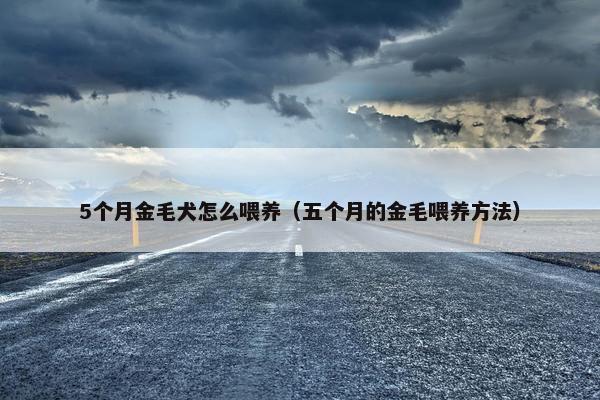 5个月金毛犬怎么喂养(五个月的金毛喂养方法)