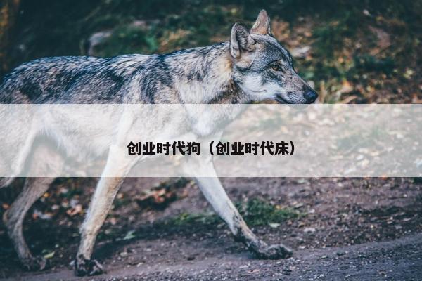 创业时代狗（创业时代床）