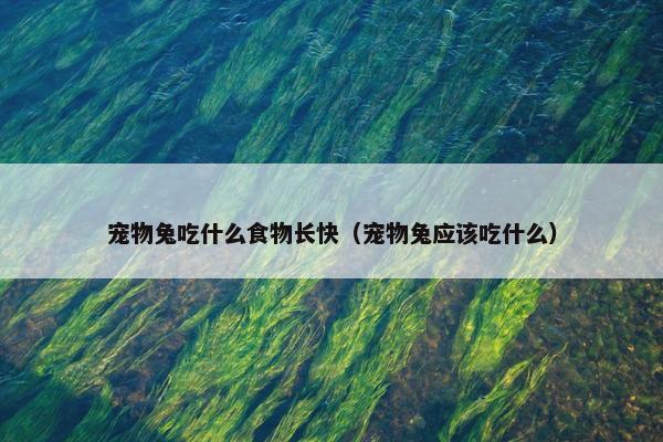 宠物兔吃什么食物长快(宠物兔应该吃什么)