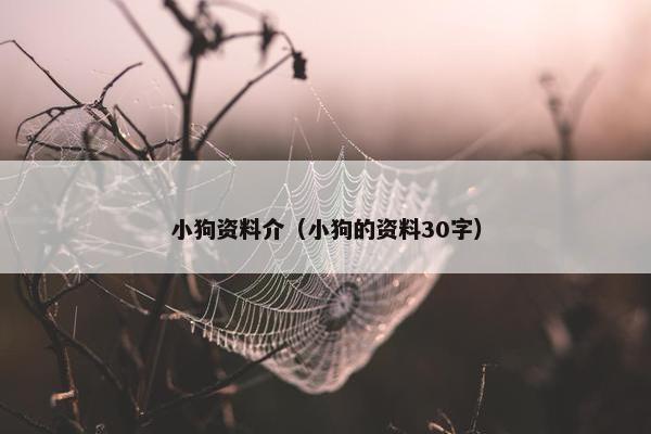 小狗资料介（小狗的资料30字）